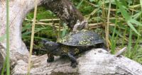 sumpfschildkroete