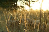 07_graeser_01