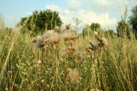 diestel_01