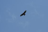 greifvogel
