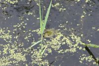 laubfrosch