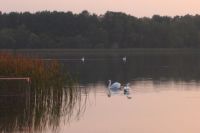 schwaene