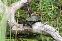 sumpfschildkroete