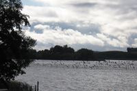 vogelflug